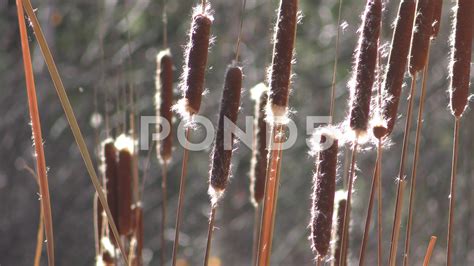 Cattail Seed Dispersal