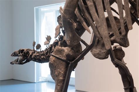 Stegosaurus Fossil Sets New Auction Record - InsideHook