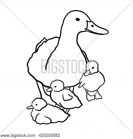 Mother Duck Three Vector Photo Free Trial Bigstock