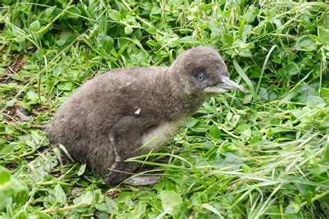 Phillip Island Penguin Parade: the day we saw 613 penguins | Atlas & Boots