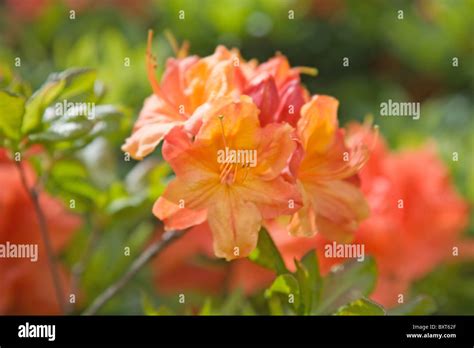 flowering orange azalea Stock Photo - Alamy