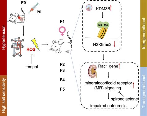 Prenatal Lipopolysaccharides Exposure Induces Transgenerational