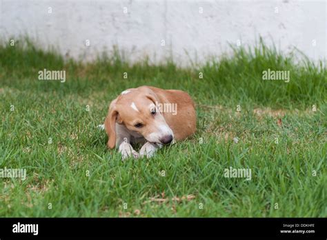 Perro Tendido Sobre La Hierba Y Comiendo Hueso Fotograf A De Stock Alamy