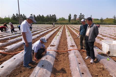 2016年度青岛试验基地春烟移栽工作顺利完成中国农业科学院烟草研究所