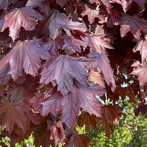 How To Grow And Care For Crimson King Maple 60 OFF