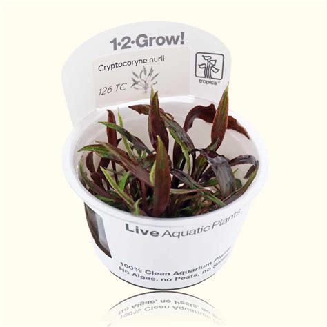 Cryptocoryne Nurii Tissue Culture Live Aquarium Plants For Sale