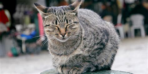 Why Do Cats Blink Cat Behaviorist Answers