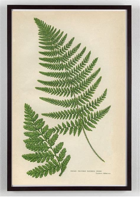 Vintage Fern Print Fern Print Vintage Fern Art Antique Fern