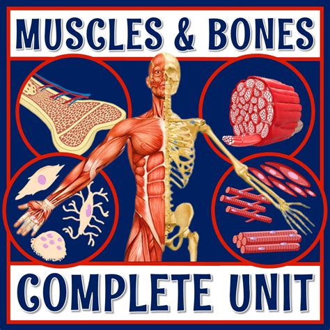 Musculoskeletal System Unit Flying Colors Science