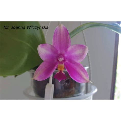 Phalaenopsis Bellina Green X Shingher Pure Love Nfs