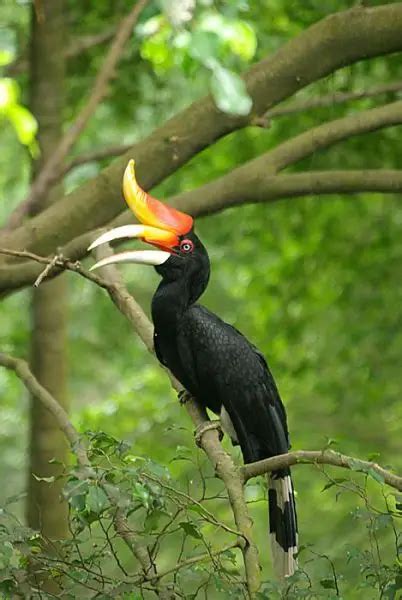 Rhinoceros Hornbill Facts Diet Habitat And Pictures On Animaliabio