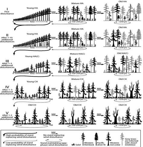 Succession Pathways In Mixed Forests Of Pacific Northwest