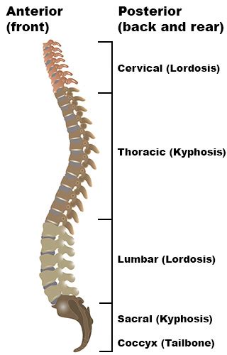 Kyphosis (Forward Curvature of the Spine) | HSS Spine