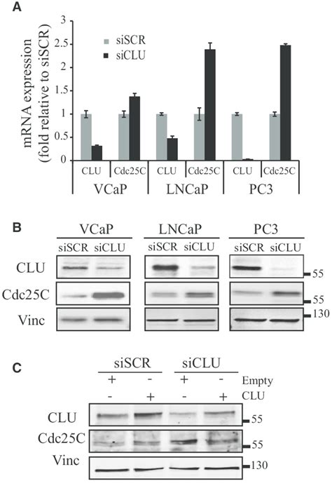 clu modulates cdcc expression  vitro  scientific diagram