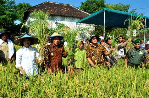 Meneg BUMN Rini Soemarno Panen Raya Di PT Petrokimia Gresik