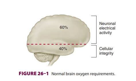 Cerebral Metabolism