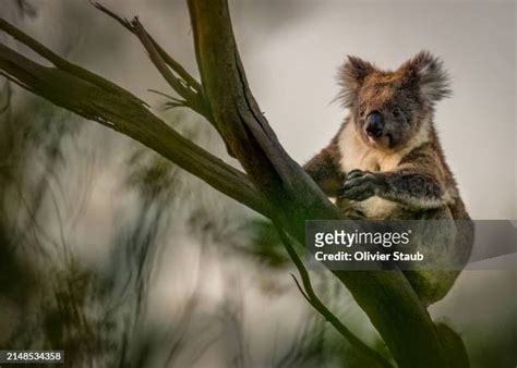 2,054 Koala Habitat Trees Stock Photos, High-Res Pictures, and Images ...