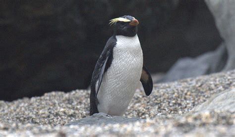 Fiordland Crested Penguin - Facts, Diet & Habitat Information