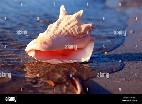 Pink Conch Shell Stock Photo Alamy