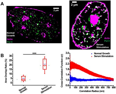 Biopic孙育杰课题组在science Advances发文揭示核内肌动蛋白调控转录机制