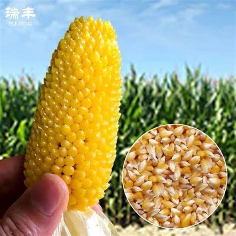 Super Sweet Fruit Corn Seed High Yield Big Stick Sweet Glutinous New