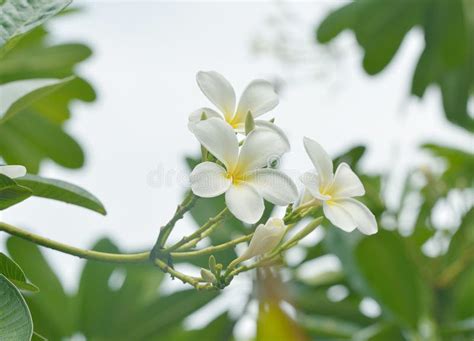 White Plumeria on the Plumeria Tree Stock Photo - Image of fresh, hawaiian: 164456564