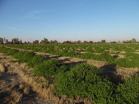 Winter cover crops - Rietpan Nursery