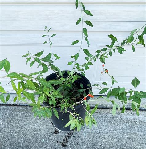 Goji Berry Tree