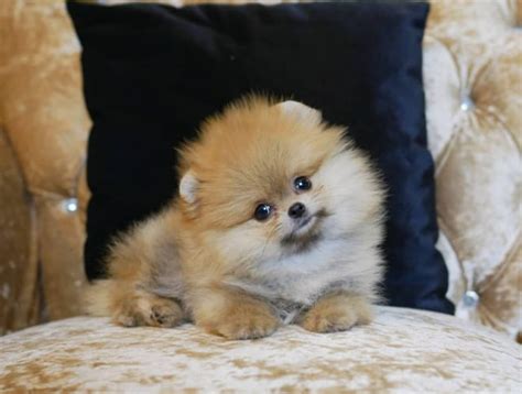 Pomeranian Colors | Pomeranians Recongnized Coat Colors