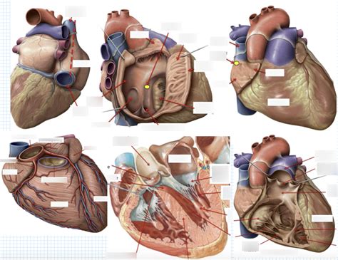 Heart Lab Diagram Quizlet