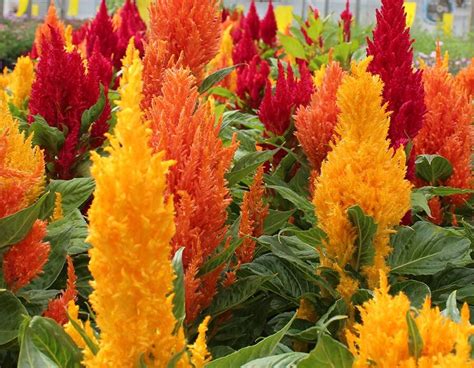 Fire Feather Edible Flowers Celosia Nurtured In Norfolk