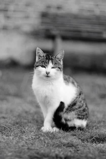 Gato Sentado En El Campo Foto Premium