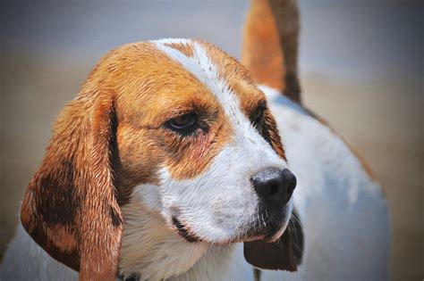 Beagle Hund Haustier Kostenloses Foto Auf Pixabay Pixabay