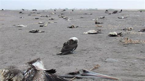 Pacific Ocean Pasture Collapse Starving Countless Seabirds Russ George