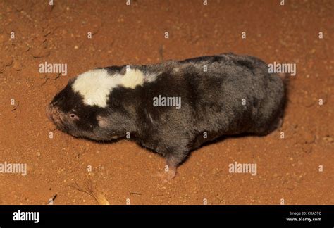 Damaraland Mole Rat or Damaraland blesmol (Cryptomys damerensis ...