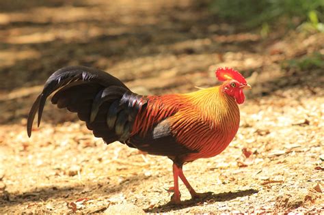 Sri Lanka Junglefowl - Jetwing Eco