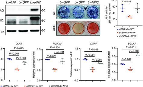 Overexpression Of Nfic Partially Restores The Odontogenic Potential Of