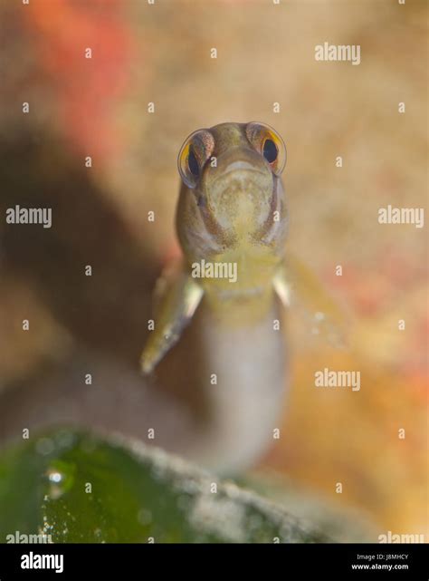 Butterfish Pholis Gunnellus Profile Stock Photo Alamy