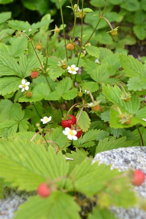 Strawberries Growing On The Side Of A Rock With Leaves And Flowers In