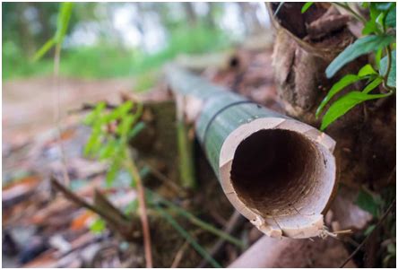 Guidelines For Harvesting Bamboo Sustainabl