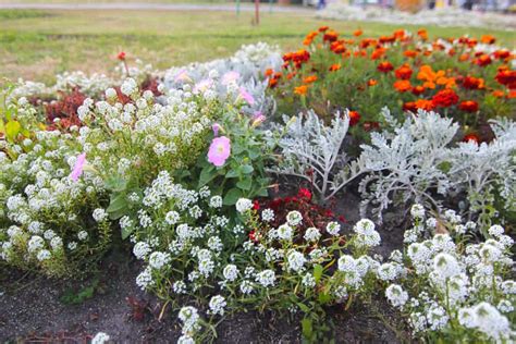 How To Plant Sweet Alyssum Complete Growing And Care Tips