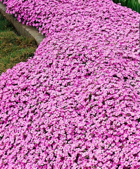 Pink Arabis Rockcress Makes A Good Perennial Groundcover Gardens