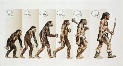 Neanderthal VS. Homo Sapien: What Are the Differences? – Difference Camp