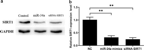 Microrna 34a Regulated Sirt1 Expression In Chondrocytes Chondrocytes