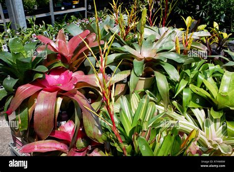 Bromeliads In A Garden Hi Res Stock Photography And Images Alamy