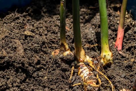 Effective Steps To Grow Galangal From Supermarket Bought Root