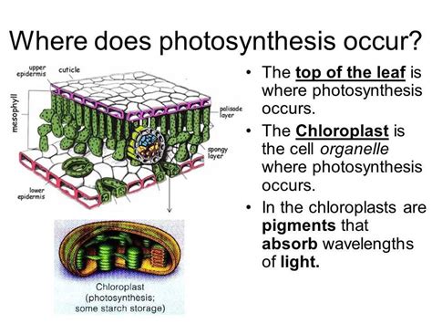 Understanding Plant Pigments and Photosynthesis: Unveiling the Answers from the Carolina Lab