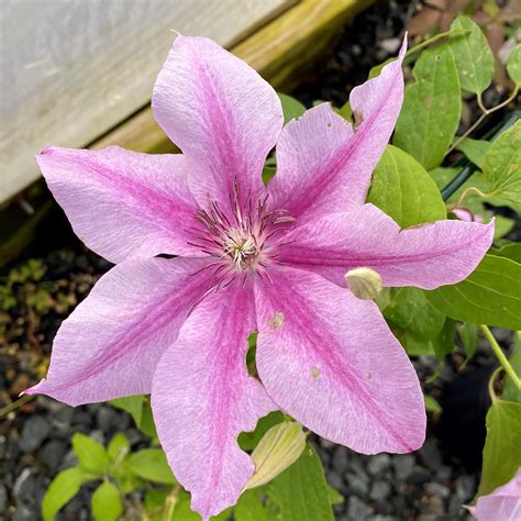 Clematis Rosalie PP29,554 - Cavano's Perennials