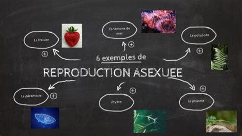 Reproduction Asexu E