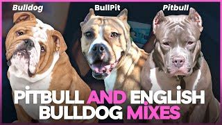 Pitbull Mixed With Bulldog